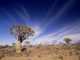 Quiver Tree or Kokerboom  Namibia