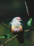 Rose-Crowned Fruit Dove  Sunning  Zoo Animal