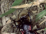 Ground Beetle  Eating Snail  Mallorca  Spain
