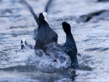 Common Coot  Pair of Coots Fighting in Water  St Albans  UK