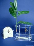Potometer