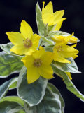 Lysimachia Punctata Alexander