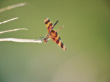 Halloween Pennant on Hunt Perch  Florida  USA