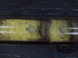 Red Mason Bee Eggs on Pollen Store in Observation Nest Showing Mud Cell Divisions  UK