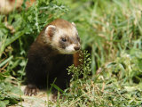 European Polecat in Low Vegetation  Sussex  UK