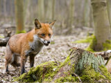 Red Fox  Alert Fox Standing Next to Fallen Tree  Lancashire  UK