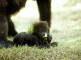 Gorilla  Baby Eating  USA