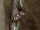 Two-Spotted Ladybird  Eating Greenfly on Rose Stem  UK