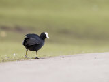 Common Coot  Standing on Path and Grass Verge  St Albans  UK