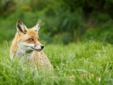 Red Fox Sitting in Long Green Grass  Sussex  UK