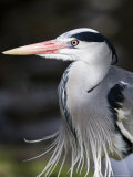 Grey Heron  Head and Chest Portrait Showing Breast Plumes  London  UK