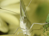 Cabbage White Butterfly  Pieris Brassicae