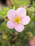 Shrubby Cinquefoil  Potentilla Fruticosa Pink Beauty