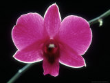 Mme Pompidour  Dendrobium Phalaenopsis