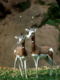 Mhorr Gazelle  Females  Zoo Animal