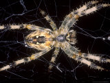 Garden Spider on Web  Middlesex  UK