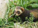 European Polecat in Low Vegetation  Sussex  UK