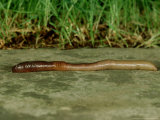 Earthworm  Lumbricus Terrestris