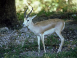 Goitered Gazelle  Male  Zoo Animal