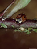 Two-Spotted Ladybird  and Greenfly on Rose Stem  UK