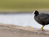 Common Coot  Perched on Edge of Lake Footpath  St Albans  UK