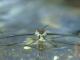 Water Skater  Juvenile