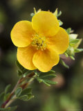 Shrubby Cinquefoil  Potentilla Fruticosa Tangerine