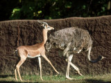 Gerenuk  Courting Ostrich  Zoo Animal