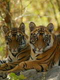 Bengal Tiger  11 Month Old Juveniles  Madhya Pradesh  India