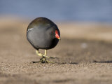 Common Moorhen  Walking on Footpath  St Albans  UK
