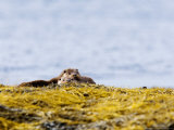 European Otters  Female Sibling Otters Basking on Seaweed Covered Rocks  Scotland