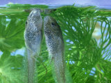 Common Frog  Tadpole