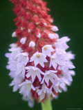 Primrose  Primula Viallii