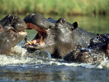 Hippopotamus  Fighting