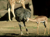 Gerenuk  Courting Ostrich  Zoo Animal