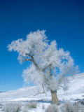 Narrowleaf Cottonwood  with Hoarfrost  USA