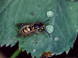 Common Wasp  Worker Drinking from Raindrop on Leaf  Middlesex  UK