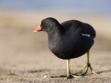 Common Moorhen  Walking on Footpath  St Albans  UK