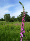 Foxglove  Ruislip Woods National Nature Reserve  UK