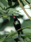 Metallic Starling  Zoo Animal