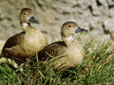 Javan Whistling Duck  Zoo Animal
