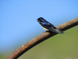 Swallow  Perched on Rusty Metal Pipe  Pembrokeshire  UK