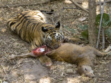Bengal Tiger  Young Male Tiger Eating Rear End of Sambar Deer Kill  Madhya Pradesh  India