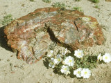 Evening Primrose  Petrified Forest National Park  USA
