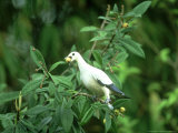 Pied Imperial Pigeon  Loquat Fruit in Bill  Zoo Animal