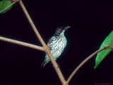 Metallic Starling  Juvenile Hunting  Zoo Animal