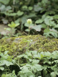 Muskroot or Moschatel  Woodland  UK