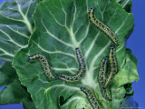 Cabbage White Butterfly  Caterpillars