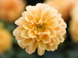 Dahlia Linda