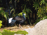 Malayan Crested Fireback Pheasant  Male in Clearing  Zoo Animal